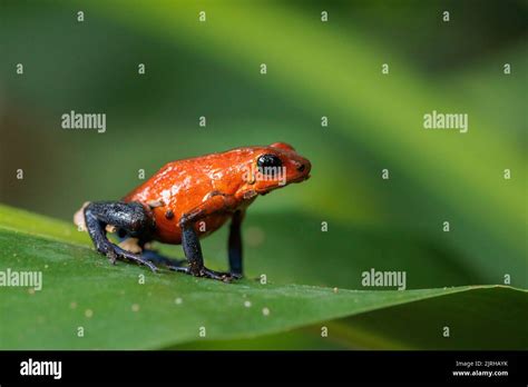 Rana Blue Jeans también conocida como rana de fresa Oophaga pumilio