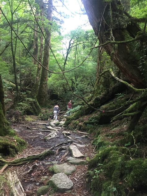 Yakushima National Park – Dhamma Flow