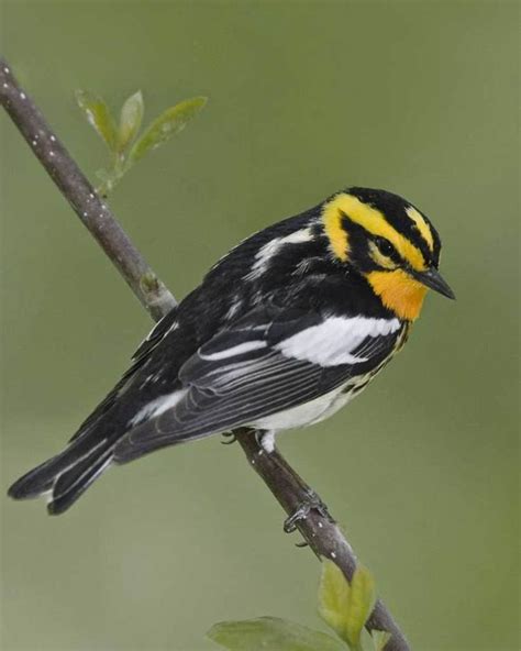 Blackburnian Warbler Alchetron The Free Social Encyclopedia