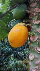 Plantas comunes en Medellín NaturaLista Colombia