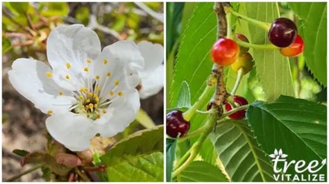 16 Different Types of Cherry Trees & Their Identifying Features