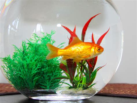 How To Set Up A Goldfish Bowl: Easy, Step-by-Step Guide - Vet Advises