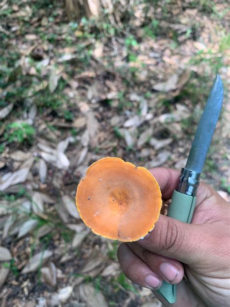 Central Florida mushroom hunting : r/mycology