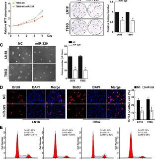 Upregulation Of MiR 329 Inhibits The Cell Proliferation In Glioma A