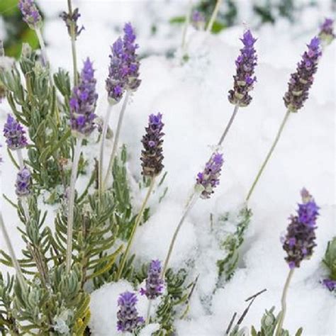 Лаванда – сорта с фото и видео, посадка, выращивание, уход и размножение