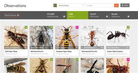 Ants appearing in Vespoidea - Bug Reports - iNaturalist Community Forum