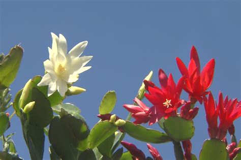 Easter cactus blooms for the holiday and beyond