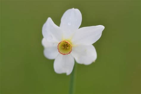 Narcissus, trumpets of gold announcing Spring in the garden