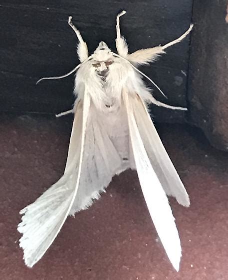 Scary Moth Bugguidenet