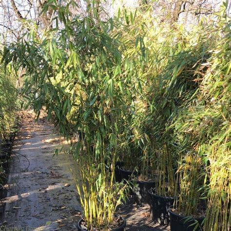 Buy Bamboo Fargesia Robusta Pingwu Non Invasive Bamboo Plants Delivery By Charellagardens