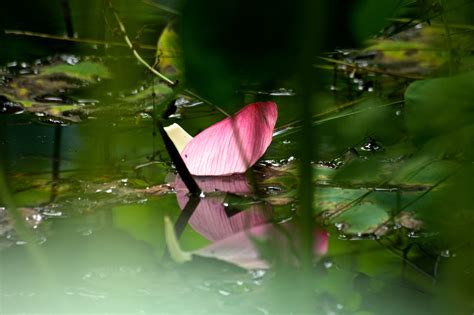 Wallpaper Flower Reflection Water Leaves Reflections Leaf