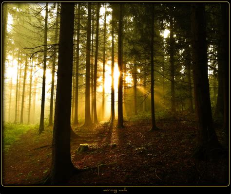 Wallpaper Sunlight Forest Nature Reflection Wood Branch Sunrise