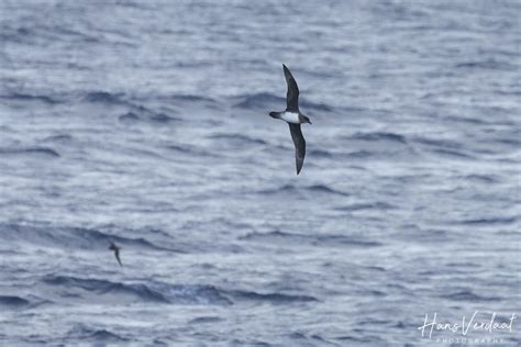 Photo Atlantic Petrel Pterodroma Incerta Observation Org