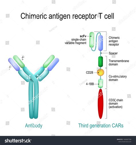 597 T Cell Receptor Images, Stock Photos & Vectors | Shutterstock