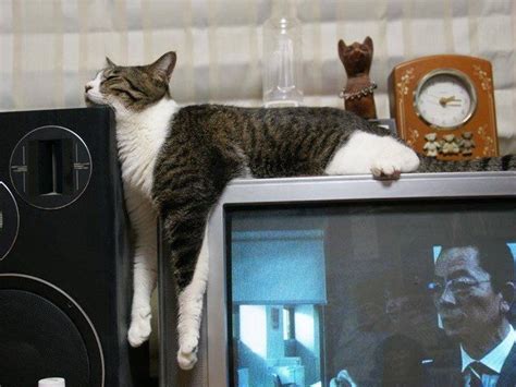 Funny Cats Sleeping in Weird Places | Animals Zone