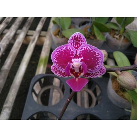 Jual Anggrek Bulan Grade B Ungu Bercak Phalaenopsis Hybrid Bunga Mini