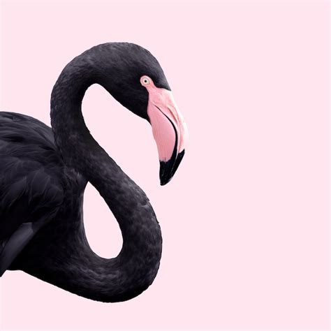 Black Flamingo Wallpaper - Stylish wall art for your home