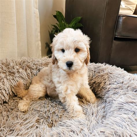 Meet Ozzy aka Red Boy!!! Ozzy is... - Sandy Creek Doodles | Facebook