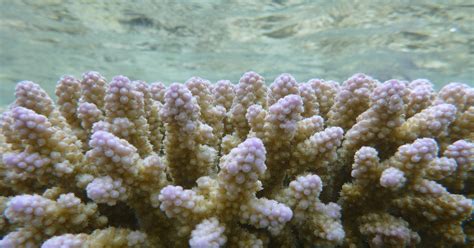 Study: Ocean acidification stunting growth of coral reefs