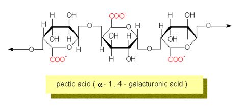 Botany Online Cell Wall Matrix Polysaccharides Polysaccharides Primary Wall Glycoproteins