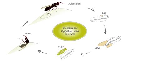 Biodiglyphus Biobee Usa