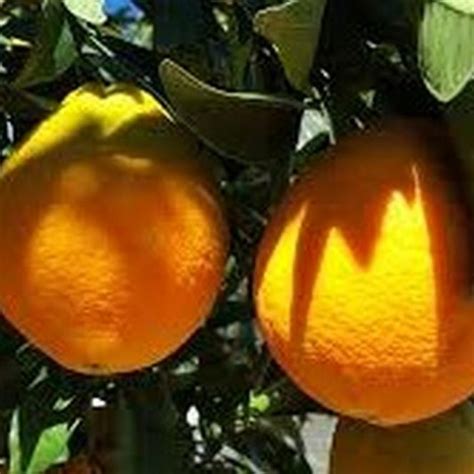 Valencia Orange Tree | Star Nursery Garden and Rock Centers