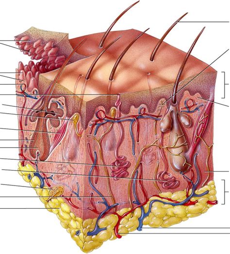 INTEGUMENTARY Diagram Quizlet