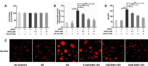 Effect Of Dhea On Lipid Accumulation In Oa Stimulated Hepatocytes The