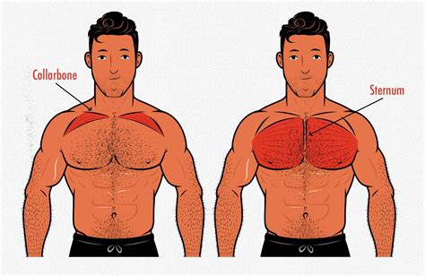 Upper Chest Mass Workout Off 73