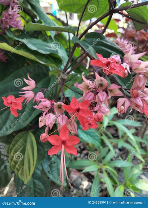 Clerodendrum Thomsoniae Stock Photo Image Of Shrub 245555018