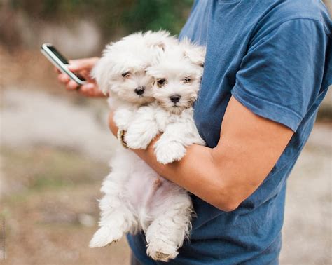 Close Up Of Woman Texting On The Phone While Holding Two Puppies In