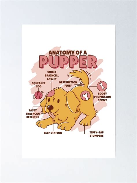 "PUPPY DOG ANIMAL ANATOMY" Poster for Sale by AmineDalghich | Redbubble