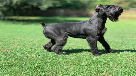 Giant Schnauzer Lifespan What To Expect