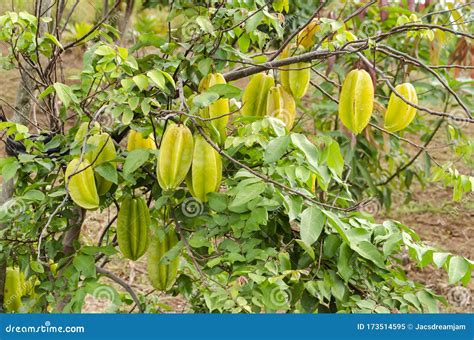 Carambola Also Known As Star Fruit Or 5 Fingers Is The Fruit Of