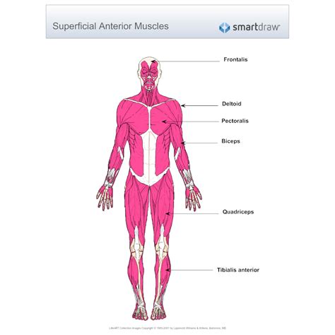 The Muscular System Labeled Human Muscle Anatomy 10752 | The Best Porn ...