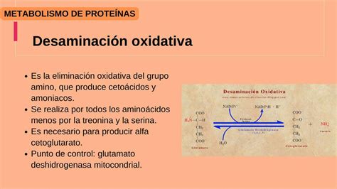 Desaminaci N Oxidativa Y No Oxidativa De Las Prote Nas Maryuri