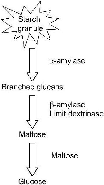 Pathway Of Starch Degradation Download Scientific Diagram