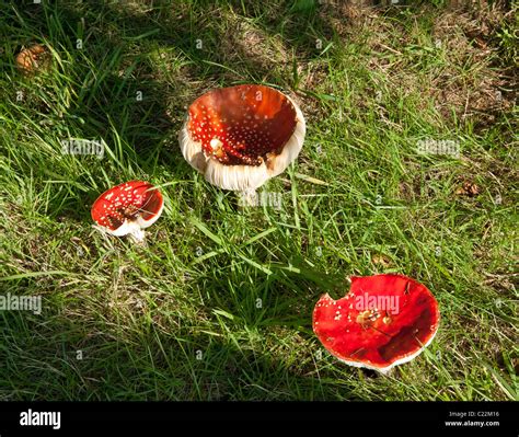 Red And White Fungi Hi Res Stock Photography And Images Alamy