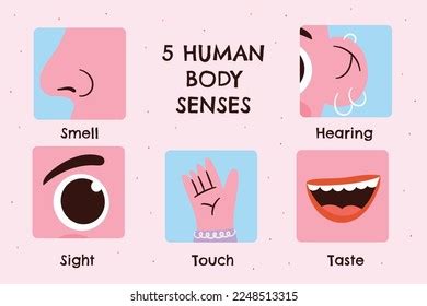 Icon Set Five Human Senses Vision Stock Vector Royalty Free