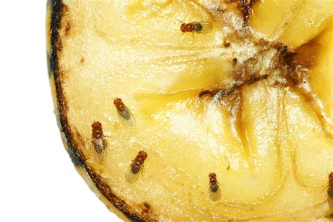 How to Get Rid of Fruit Flies in Your Home - This Lady Blogs