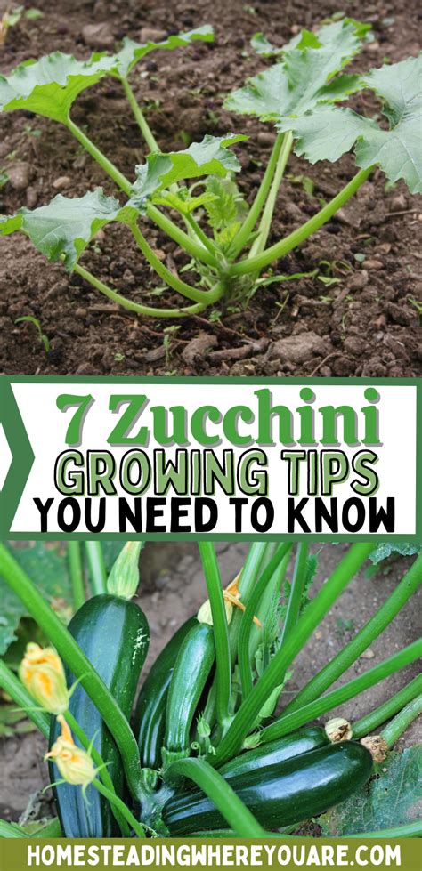 Zucchini are one of the best vegetable plants to grow in your garden. They can be tricky at ...