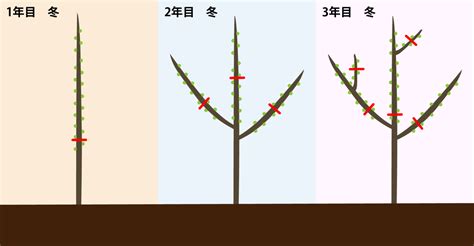 イチジクの剪定方法を図解で解説！樹形を整えるコツと手順