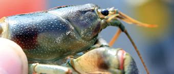 rusty crayfish ontarioca