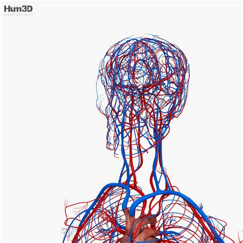 3d Model Of Human Circulatory System In 2021 Human Circulatory System