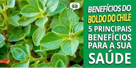 Boldo do Chile 5 benefícios para sua saúde Herbal Vita