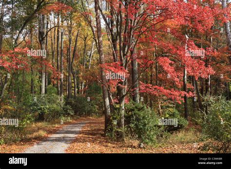 Pennsylvania Forest Road Hi Res Stock Photography And Images Alamy