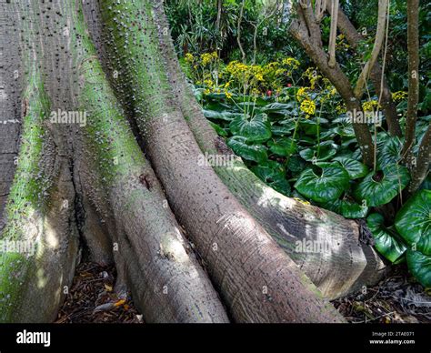 Highly Textured Spiny Trunk Of Kapok Tree Ceiba Pentandra With