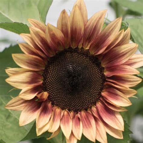 Sunflower Procut Plum 20 Seeds Etsy