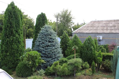Хвойный дворик-сеянцы,саженцы хвойных, купить по низкой цене