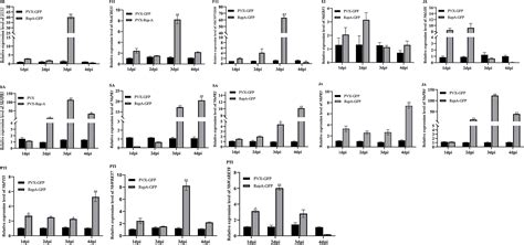 Frontiers Regulation Of Nicotiana Benthamiana Cell Death Induced By Citrus Chlorotic Dwarf